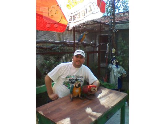 Παπαγάλοι Macaw από το εκτροφείο